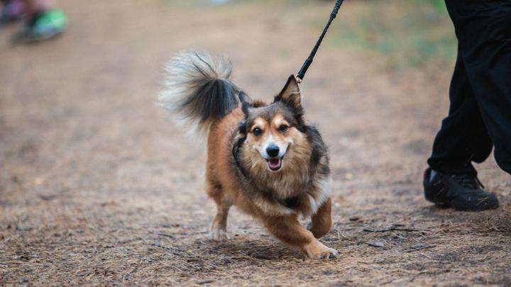 Нас застрахуют от нападения собак за счёт владельцев животных - это предлагают депутаты