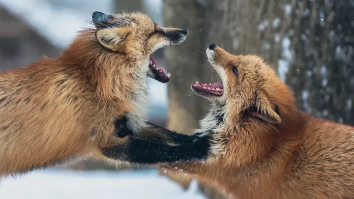 Ещё в одном селе Новосибирской области ввели карантин по бешенству