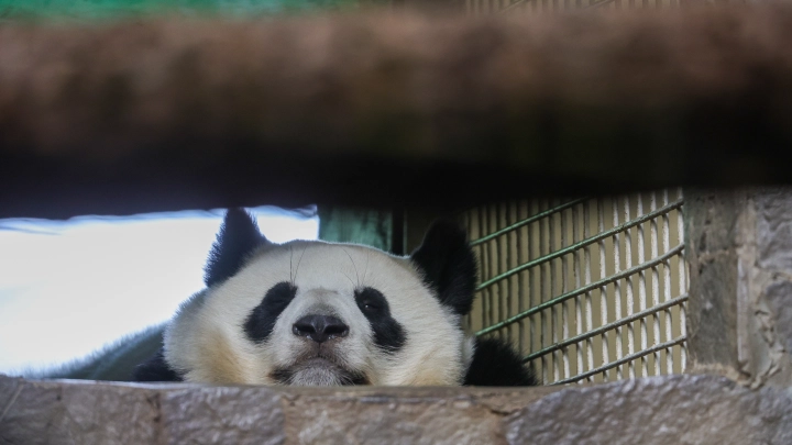 Как Московский зоопарк заботится о редких животных: наблюдаем в эфире онлайн