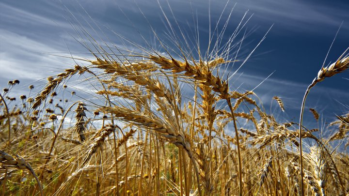 Путин рассказал, как изменилась ситуация на рынке пшеницы: Ещё совсем недавно...