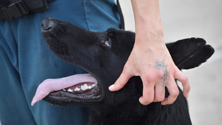 Выл двое суток, метался по балкону: Спасатели провели спецоперацию по спасению пса в Москве