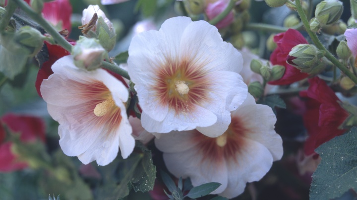 Петербург украсят цветами к майским праздникам