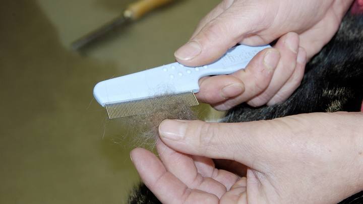 Трихолог назвала вкусные восстановители волос после COVID-19