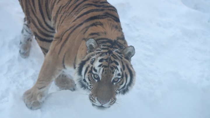 Тигр разгуливает по улицам поселка в Хабаровском крае