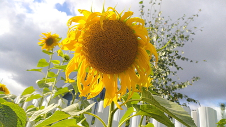 Фермеры пожаловались на кризис в сельском хозяйстве: Подсолнечник стал убыточен