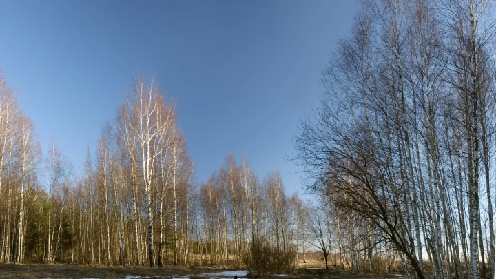 Загадка Сибирского треугольника: тайга в Красноярском крае поглощает людей