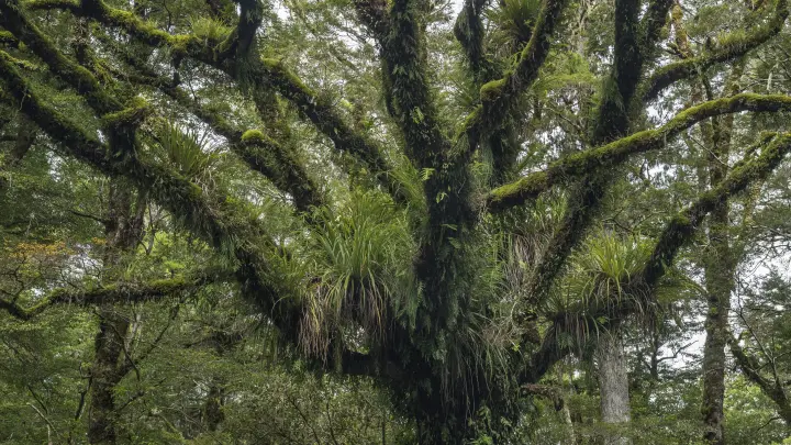 Тревожный переворот: африканские джунгли утратили статус углеродных поглотителей