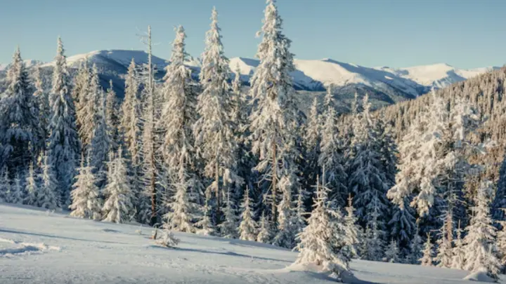 Новые зацепки в деле Усольцевых: что ищут волонтеры с помощью дронов
