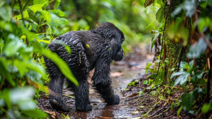 Железное спокойствие Небензи и обезьяны. Да, это про ООН. Но нет - не совсем то, что вы подумали