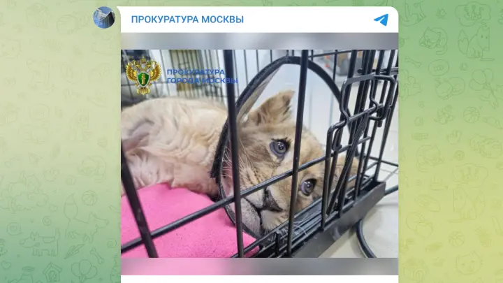 Блогеру из Москва-Сити грозит статья за издевательства над львенком