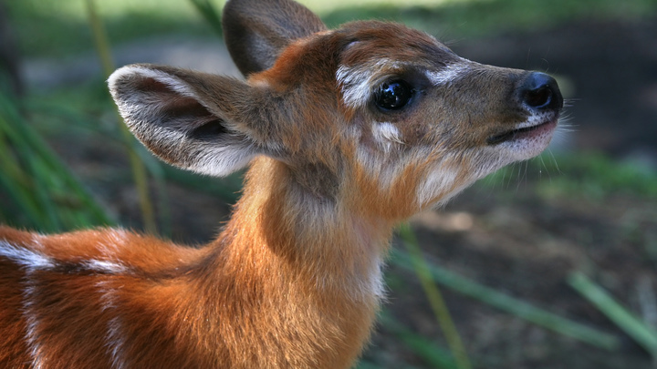 У северных оленей в зоопарке Новосибирска родились детёныши