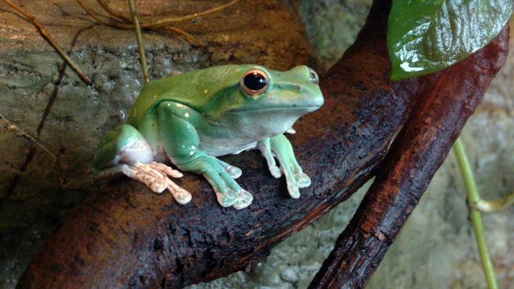 Лягушачья загадка: Учёные удивились, узнав особенности любимого деликатеса европейцев