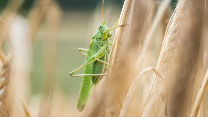 Нашествие саранчи грозит каждому четвёртому региону России: В Россельхозцентре назвали причину