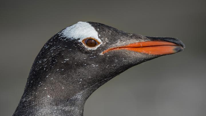 Боевые пингвины России? Полярникам с Украины приходится обороняться