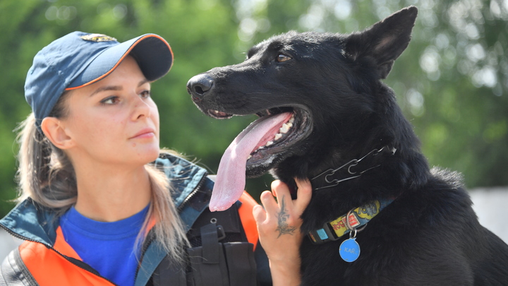 В Краснодаре полиция проверит таксиста за отказ везти девушку с собакой-поводырем