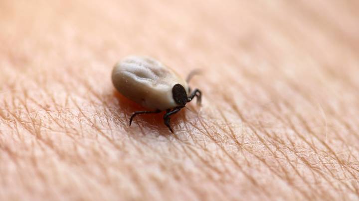 Жители Ярославля в панике: В городе появились клещи с чумой и лихорадкой