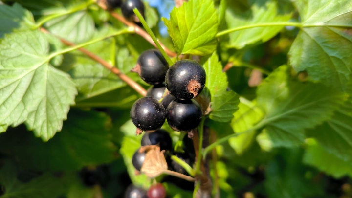 Август решает всё: как ухаживать за смородиной после сбора урожая