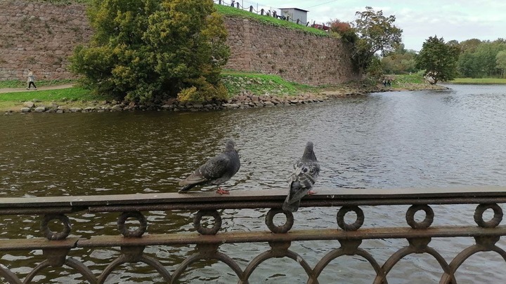 Легко перепутать с пневмонией: у голубей в Петербурге нашли опасную для людей инфекцию