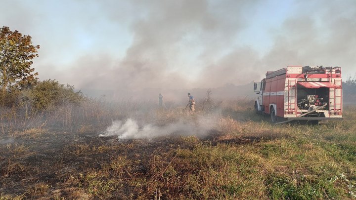 В Энеме собака обгорела при пожаре в питомнике, вольер полностью уничтожен