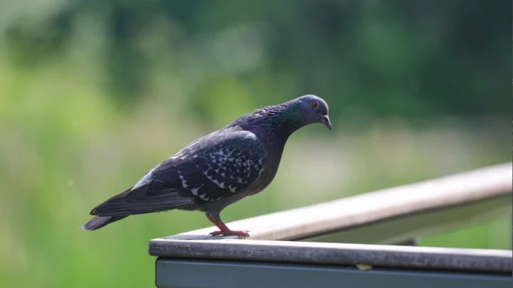 Россию ожидают всплески жары. Когда они придут, рассказал Вильфанд