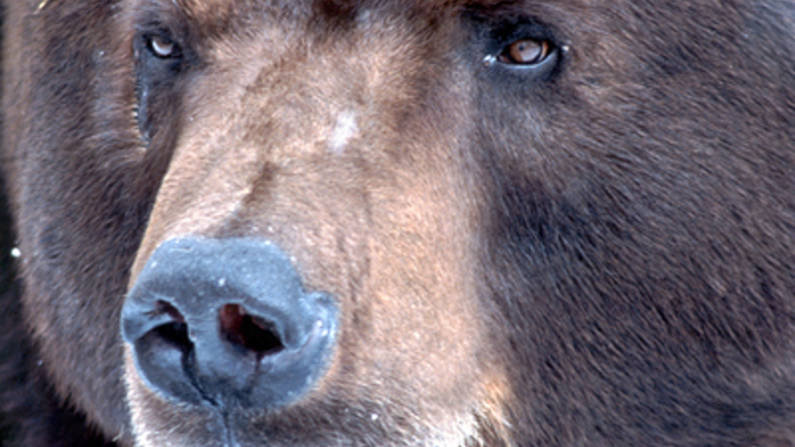 Медведи и шакалы захватывают Прибалтику