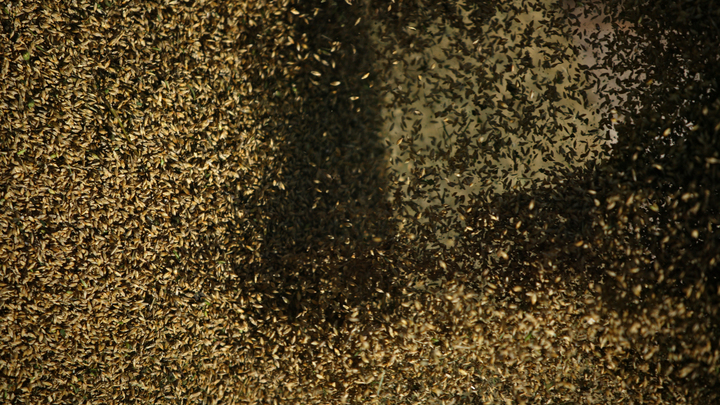 В Самарской области перевернулся КАМАЗ с зерном