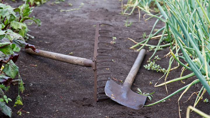 В Каневском районе мать закопала новорождённого ребёнка в лесополосе