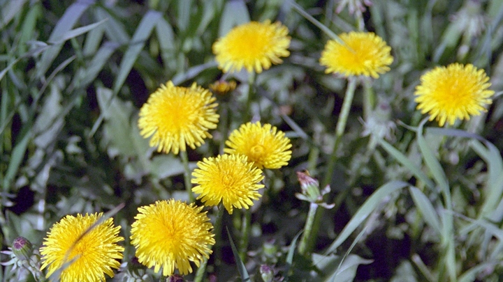 Дачников успокоили: Сорняки на участке по бюджету не ударят