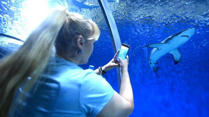 Огромная рыба в китайском океанариуме едва не съела девушку-аниматора из России: Ей запретили об этом рассказывать