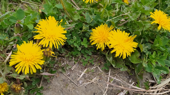 Майские праздники в 2023 году: как и сколько отдыхаем с 29 апреля по 9 мая