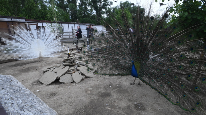 Павлины в образовательной системе Петербурга: птиц заметили в стенах Горного