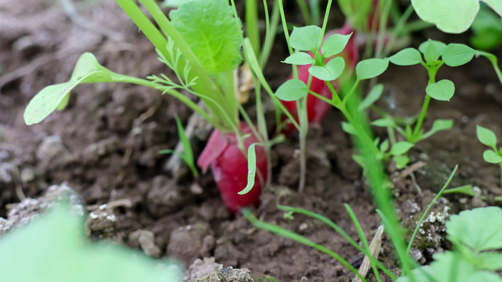 Лунный посевной календарь на июнь 2023: Удачные и неудачные дни для садоводов