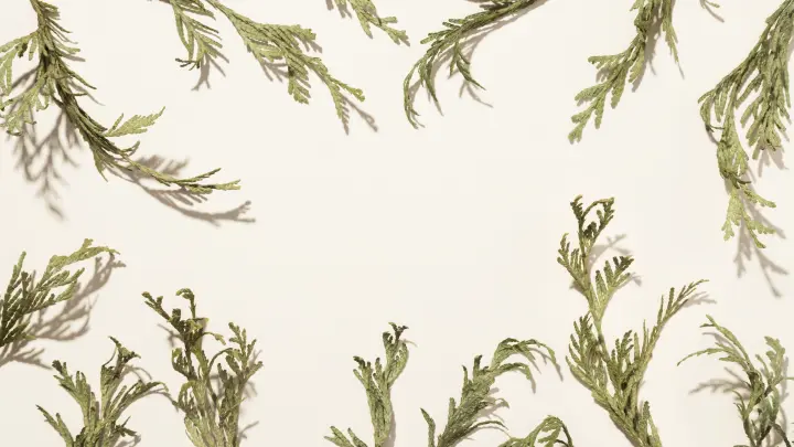 Сорняк, разрушающий фундаменты домов. Кошмар и караул - эксперт объяснил, с чего такой ажиотаж