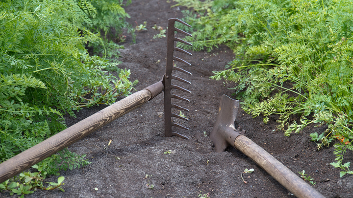 Врач Алексей Хухрев рассказал о риске заражения столбняком, токсоплазмозом и бешенством на даче