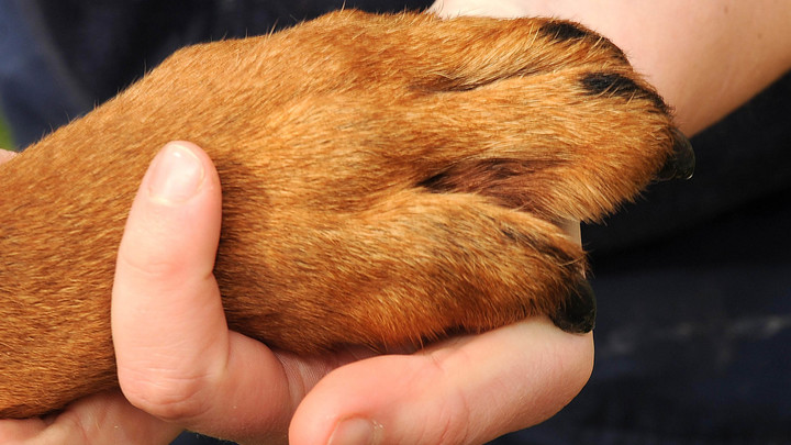 Годы собачьей верности: В Кемеровской области поставили памятник собаке Ляльке