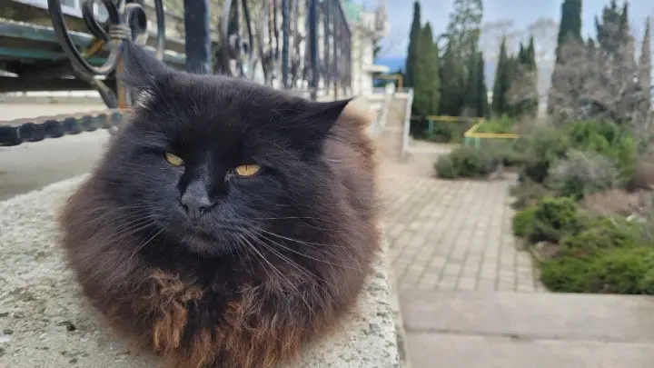 Пробежала чёрная кошка: Москва и Баку снова выясняют отношения