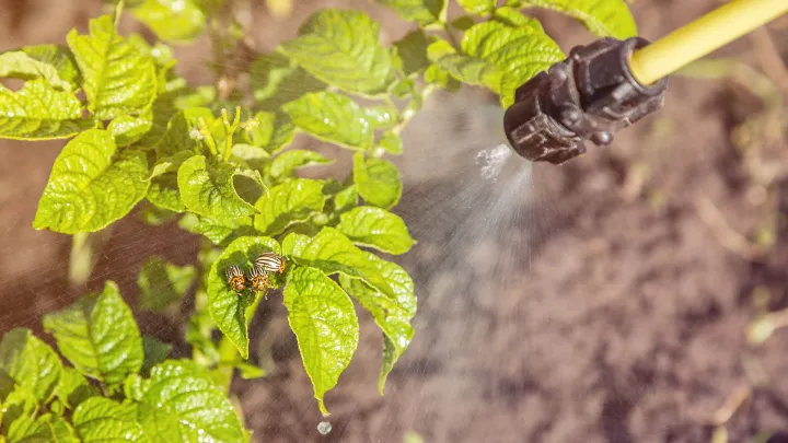 Деликатесные чипсы: уральские учёные выводят новые сорта картофеля с необычными цветами мякоти