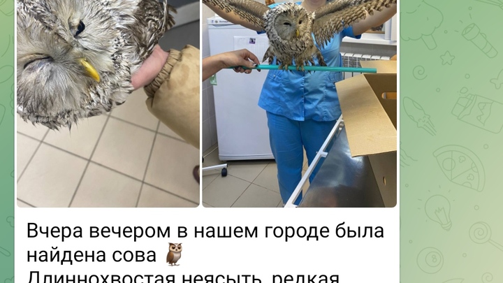 В Кашире спасли залетевшую в город редкую сову