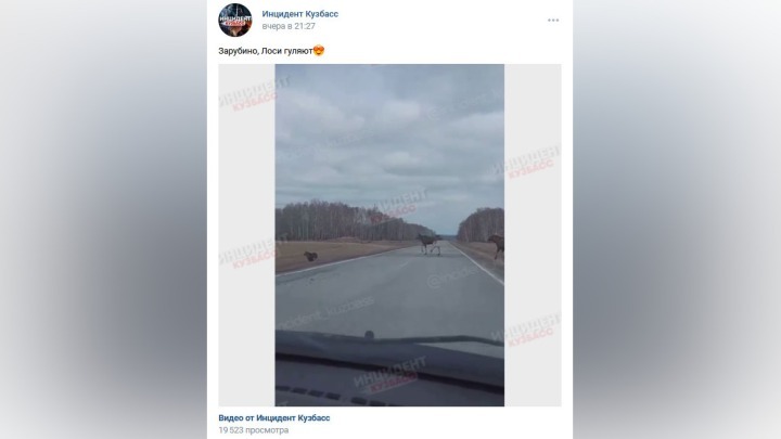 Бегущих по автодороге лосей заметили в Кузбассе