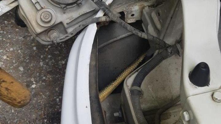 В Сочи спасатели достали из машины змею