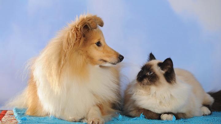 Спасти собак и кошек от жары: Ветеринары назвали главную ошибку хозяев, которая может стоить жизни