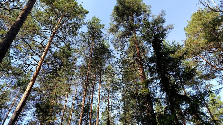 Передвигающихся «грибоживотных» нашли в Курильском заповеднике