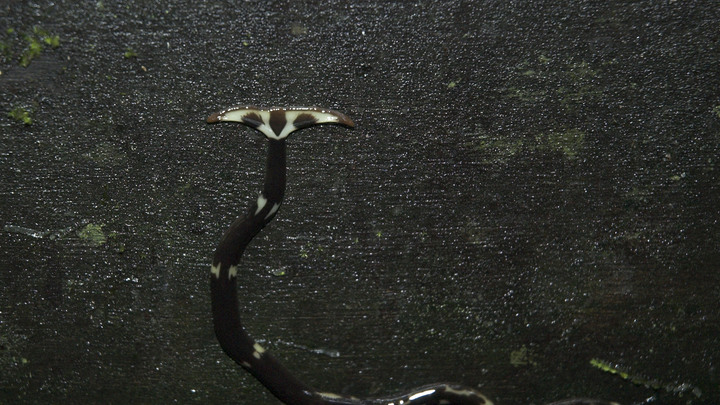 В Подмосковье заметили двухметровых червей: Могут ли они управлять своими хозяевами?