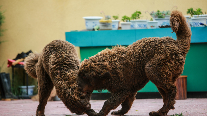 Тибетские мастифы растерзали почтальона в Белореченском районе