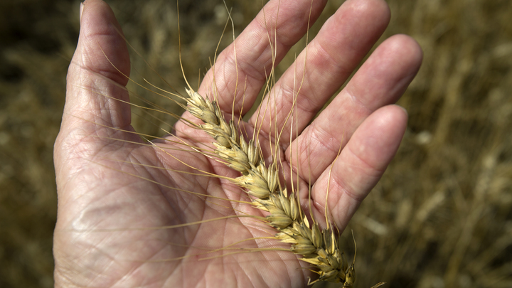 В Подмосковье озвучены планы на урожай