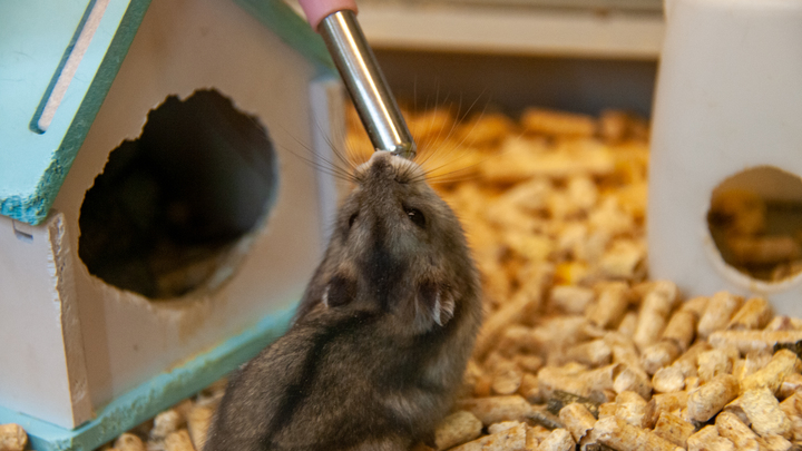 В Бурятии боевой хомяк напал на человека и попал на видео