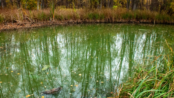 DM: братья жестоко убили сестру, связав и утопив ее в болоте