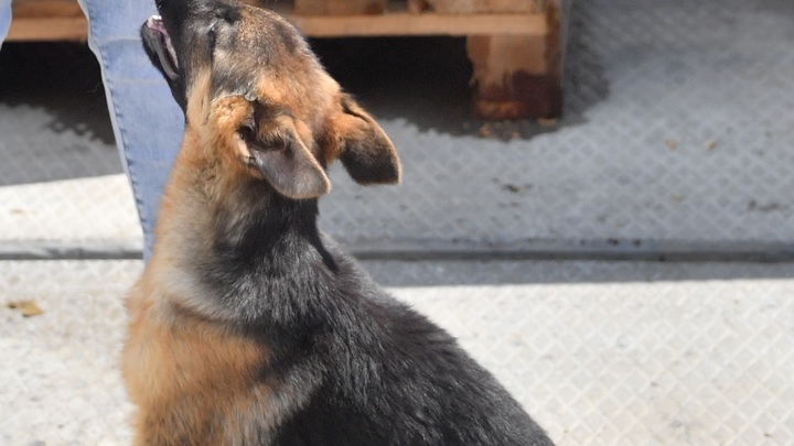 Трёхмесячного щенка овчарки отправили из Нижнего Новгорода в зону СВО