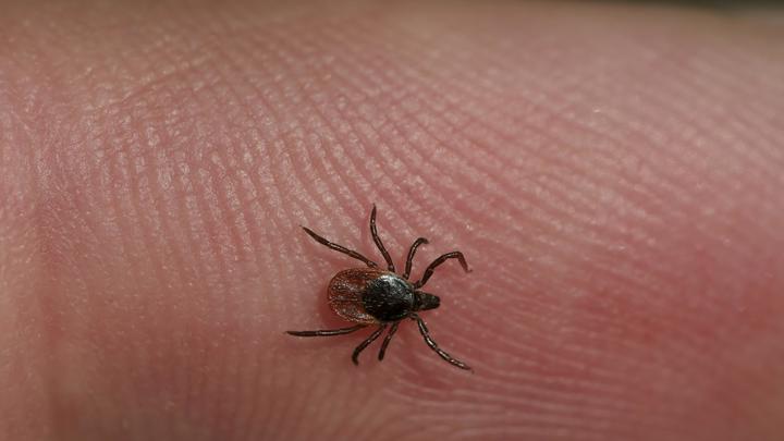На Урале зафиксировали первый случай клещевого энцефалита в 2023 году