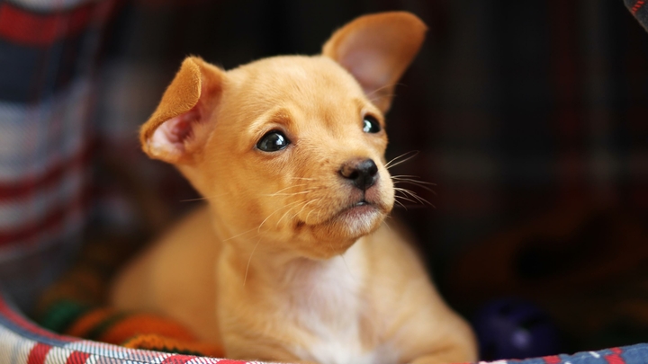 Калужская мерзость возмутила Добровинского: Нужно ужесточить наказание